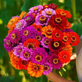 Purple Dream Mix Zinnia Seeds - 100+ Pack, Garden Planting, Zinnia elegans, Butterfly Attracting, Full Sun, Non-GMO