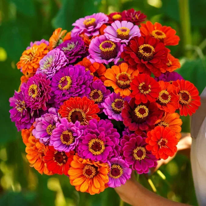 Purple Dream Mix Zinnia Seeds - 100+ Pack, Garden Planting, Zinnia elegans, Butterfly Attracting, Full Sun, Non-GMO