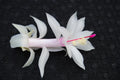 Christmas Cactus Starter Plant - 4-Inch Schlumbergera Truncata Livia Variety Indoor Houseplant Gift