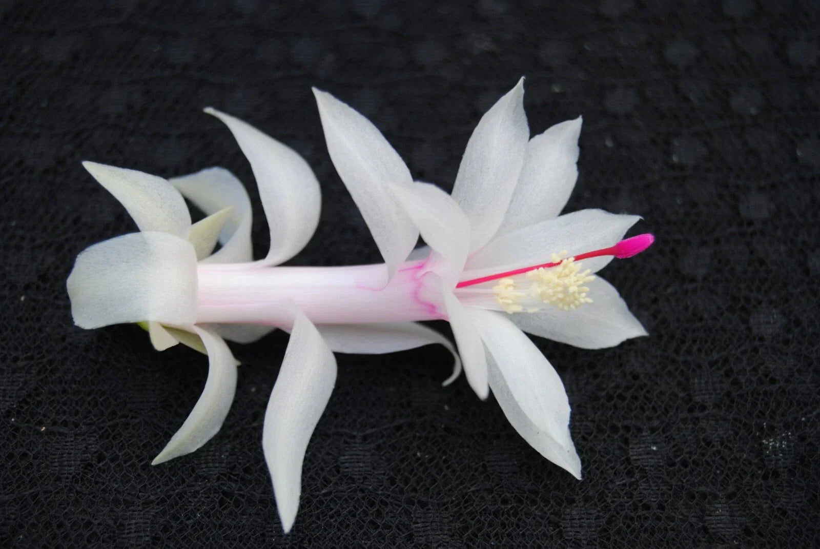 Christmas Cactus Starter Plant - 4-Inch Schlumbergera Truncata Livia Variety Indoor Houseplant Gift