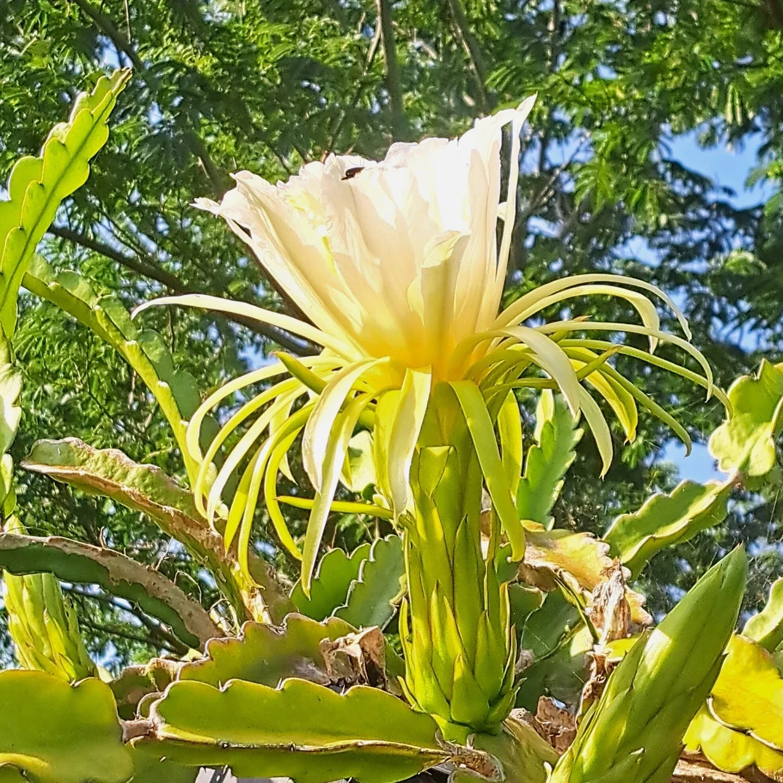 Dragon Fruit Rooted Cuttings 4" Hylocereus spp. Mystery Varieties for Indoor & Outdoor Gardening