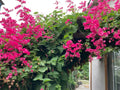 Coral Vine Seeds - Pink Flower Mexican Creeper Antigonon leptopus - Climbing Plant for Garden & Landscape