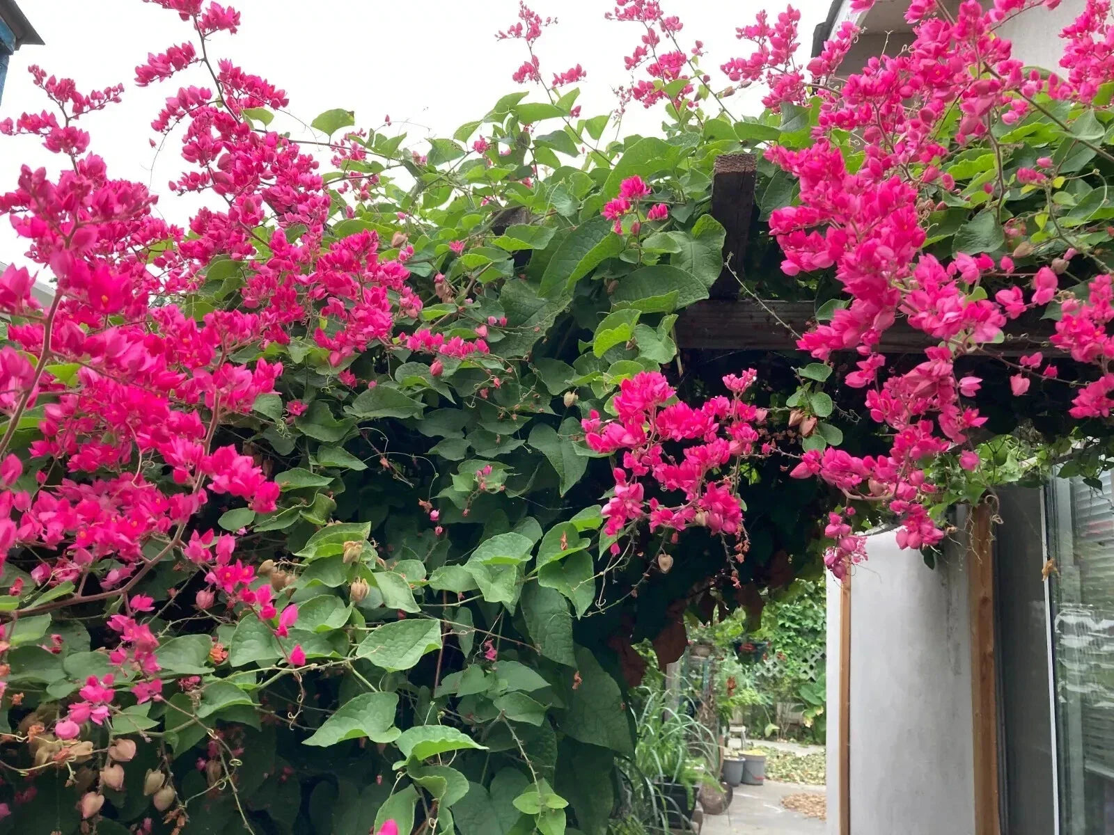 Coral Vine Seeds - Pink Flower Mexican Creeper Antigonon leptopus - Climbing Plant for Garden & Landscape