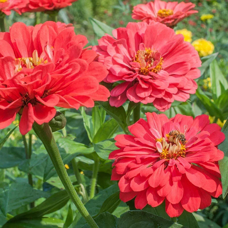 Benary Giant Coral Zinnia Seeds - 100+ Zinnia elegans Annual Seeds for Garden Planting