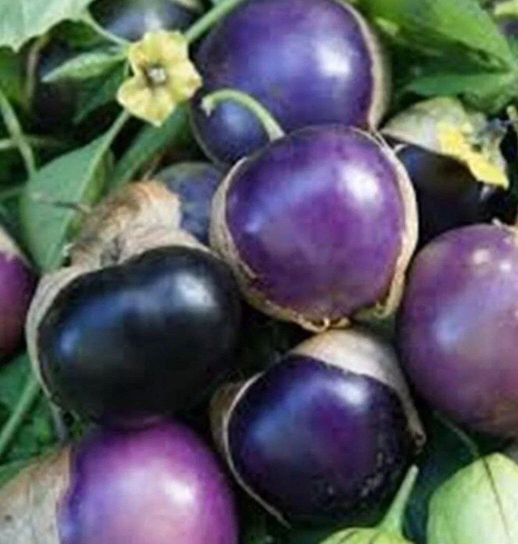 Purple Tomatillo Seeds - Heirloom Non-GMO Physalis ixocarpa for Home Gardening, 50+ Seeds