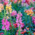 Tetra Snapdragon Seeds 5000+ Pack Antirrhinum majus Vibrant Flowers for Borders & Cuttings