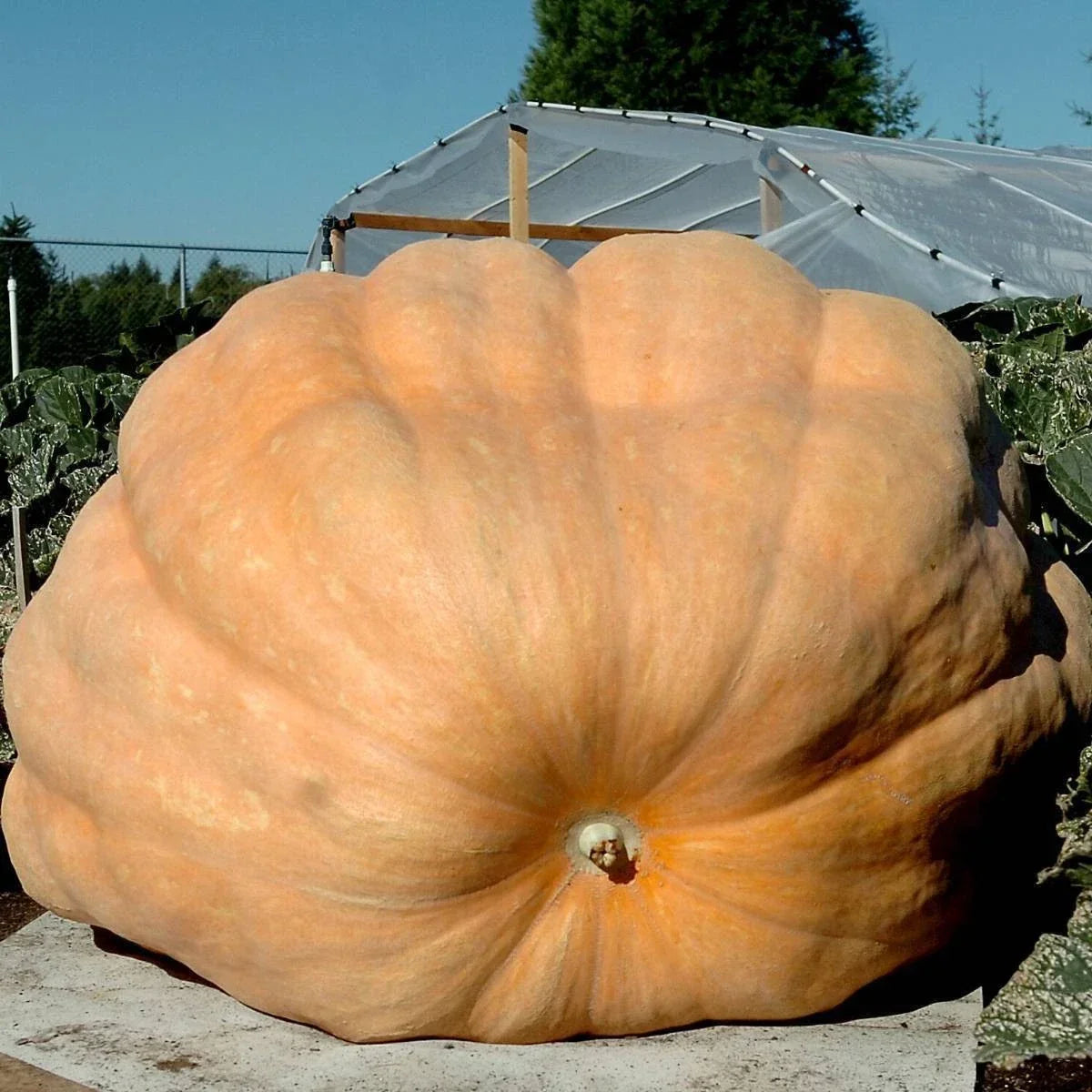 Dill's Atlantic Giant Pumpkin Seeds - Heirloom Non-GMO Pack of 20 for Giant Pumpkin Growing & Competitions Cucurbita pepo