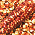 Starburst Manna Ornamental Corn Seeds | Magic Red Parching Dent | Zea mays | Vibrant Colorful Garden Decorative Plant