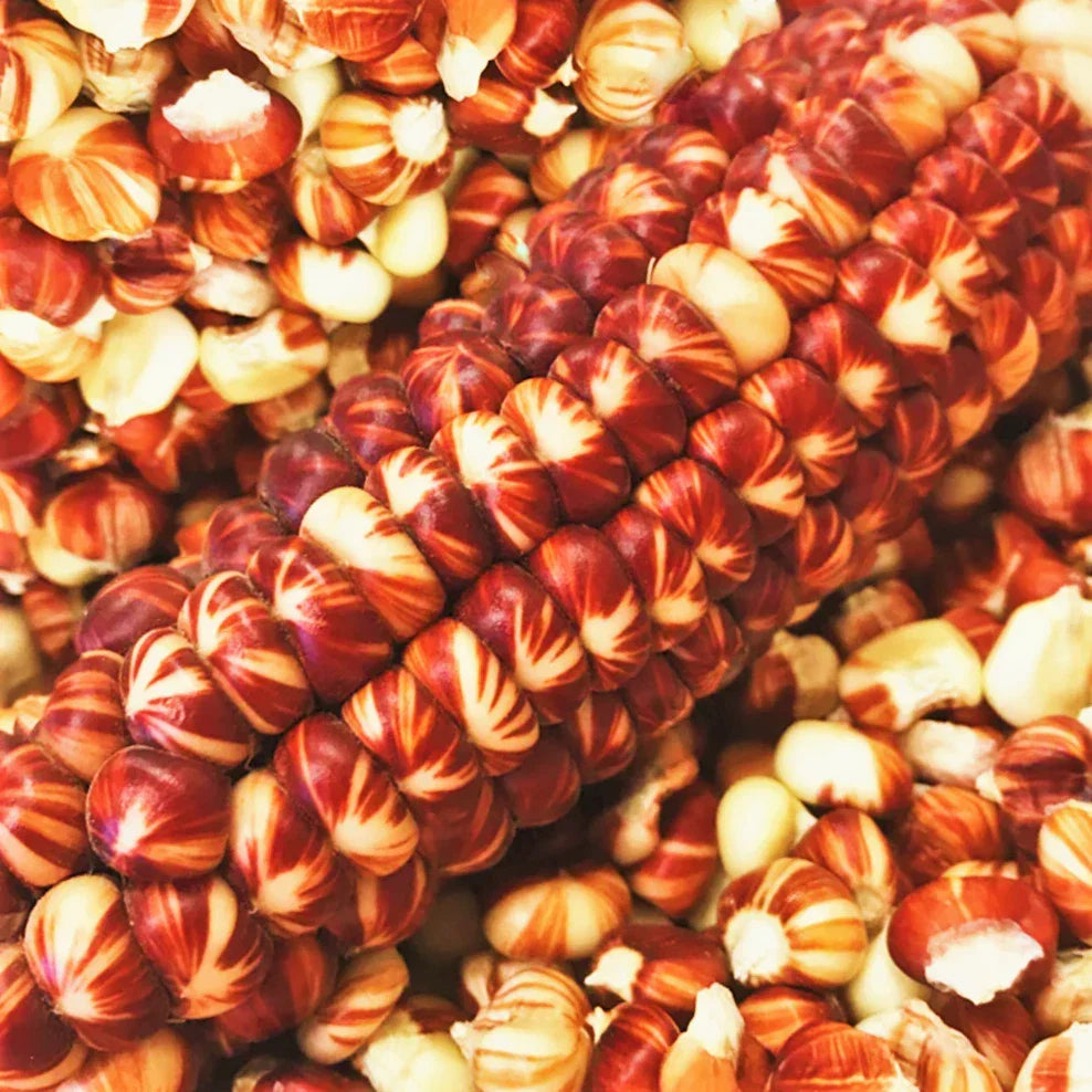 Starburst Manna Ornamental Corn Seeds | Magic Red Parching Dent | Zea mays | Vibrant Colorful Garden Decorative Plant