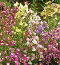 Northern Lights Snapdragon Seeds Mix - 10,000+ Antirrhinum majus Seeds for Vibrant Garden, Borders & Containers