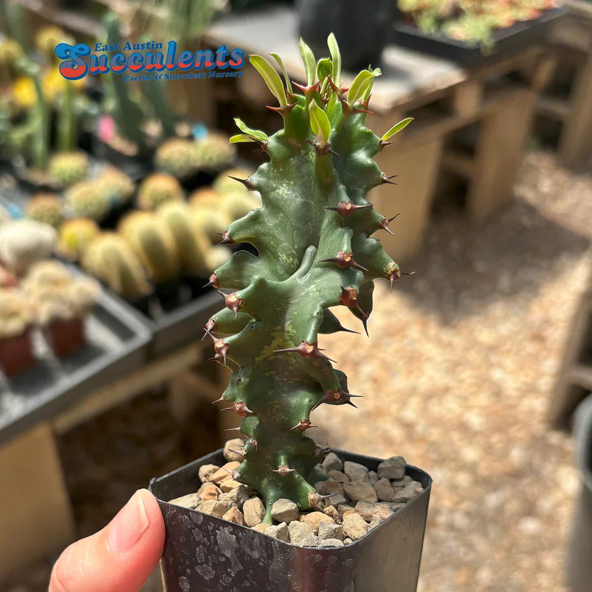 Euphorbia ingens monstrose Live Rooted Succulent Plant - Unique Cactus for Indoor Outdoor Decor