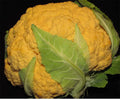 Cheddar Cauliflower Seeds - 25+ Pack, Vibrant Orange Brassica oleracea var. botrytis, Compact, Full Sun, Non-GMO