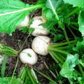 Turnip Seeds | Heirloom Seven Top Brassica rapa | Non-GMO Garden Seeds