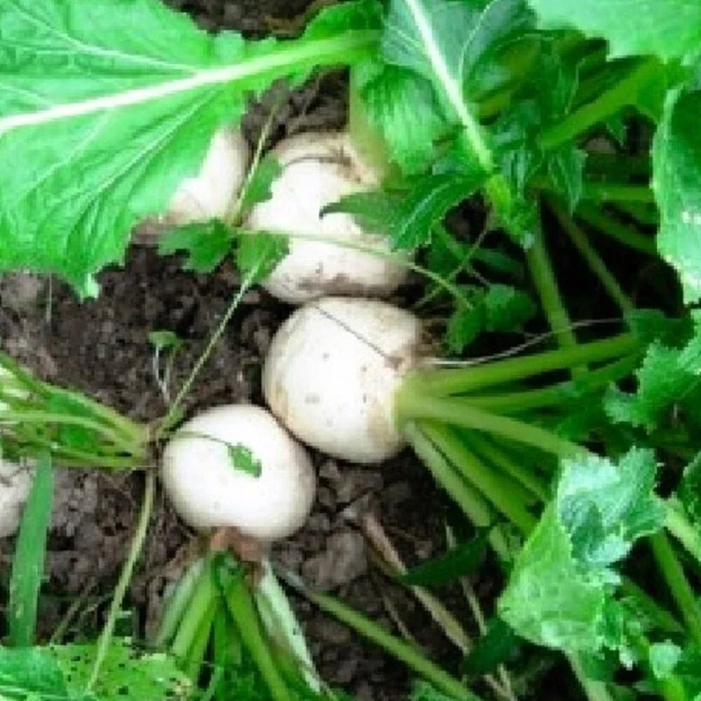 Turnip Seeds | Heirloom Seven Top Brassica rapa | Non-GMO Garden Seeds