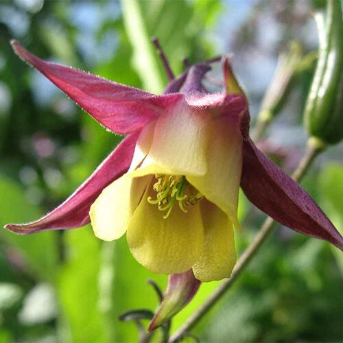 Oriental Columbine Seeds | Non-GMO Aquilegia vulgaris var. stellata | 50-1,000 Pack | Perennial Flower Seeds