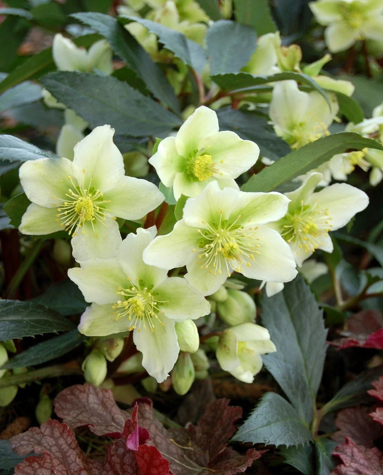 Hellebore Perennial Plant in 5.25" Pot - Honeyhill Joy Lenten Rose, Helleborus orientalis, Shade-Loving, Early Spring Blooms