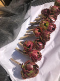 Red Aeonium "Jack Catlin" Succulent Cuttings - 12 Unrooted Rosette Plants, Aeonium arboreum var. Zwartkop