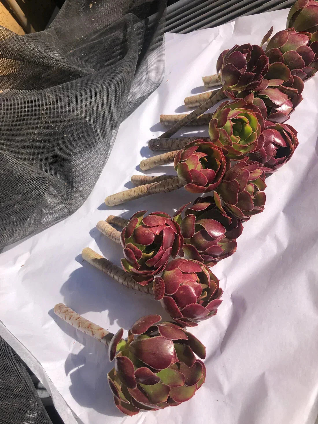 Red Aeonium "Jack Catlin" Succulent Cuttings - 12 Unrooted Rosette Plants, Aeonium arboreum var. Zwartkop
