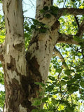 American Sycamore Tree Seeds Pack of 50+ | Platanus occidentalis | Buttonwood Variety for Landscaping & Wildlife