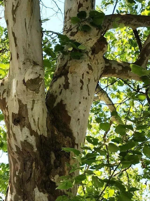 American Sycamore Tree Seeds Pack of 50+ | Platanus occidentalis | Buttonwood Variety for Landscaping & Wildlife