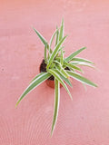 Live Spider Plant in 2" Pot - Easy Care Air Purifying Houseplant Chlorophytum comosum