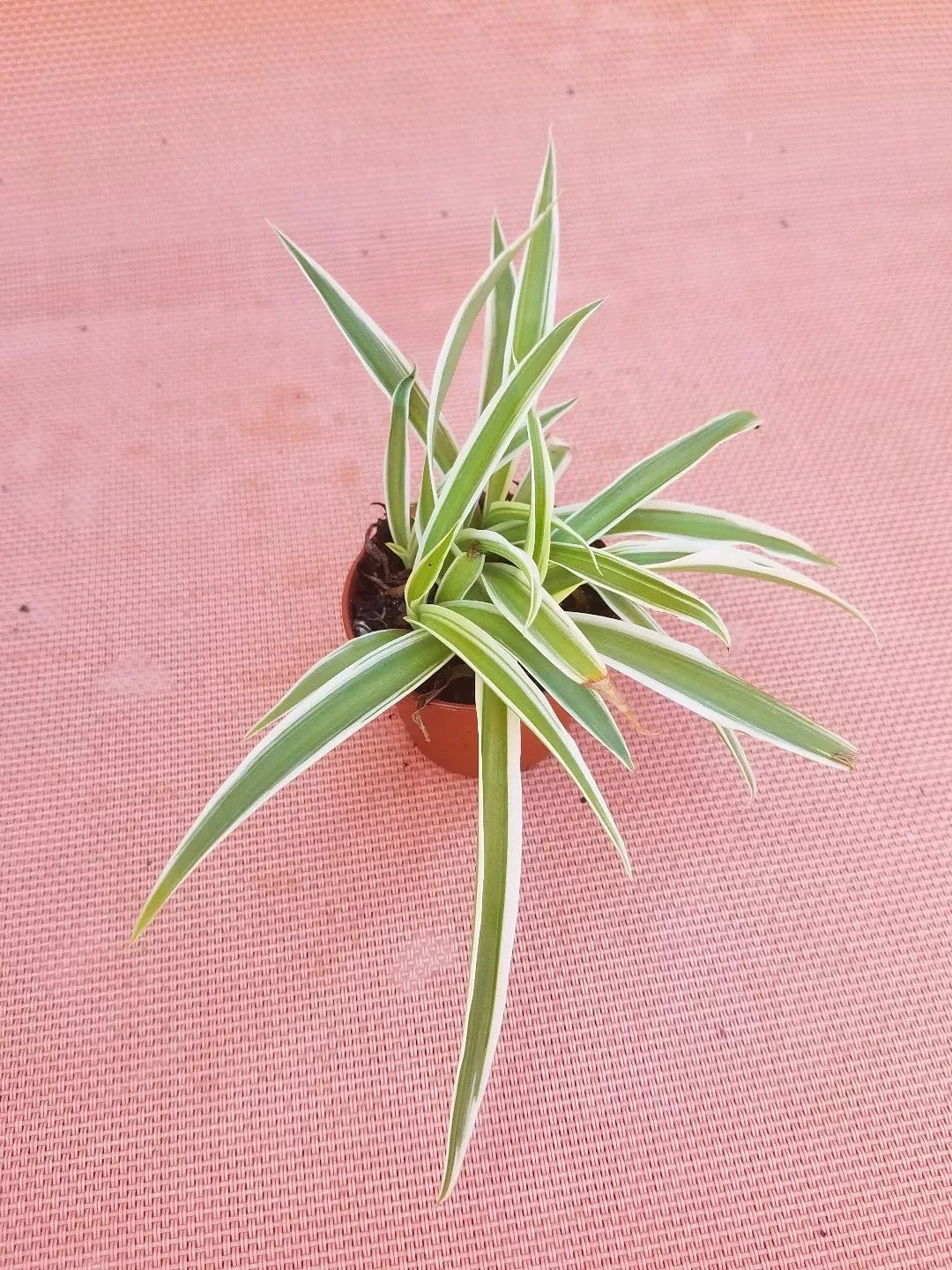 Live Spider Plant in 2" Pot - Easy Care Air Purifying Houseplant Chlorophytum comosum