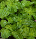 Genovese Basil Herb Seeds - Heirloom NON-GMO, Ocimum basilicum, Aromatic, Compact Growth, Free Shipping