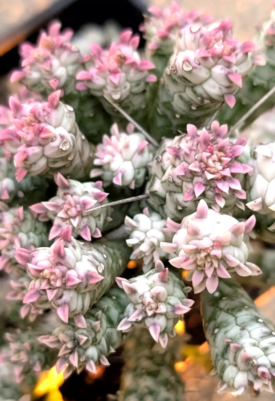 Rare Pink Euphorbia Mammillaris Variegata 4" Rooted Succulent Plant - Indian Corn Cob Variety