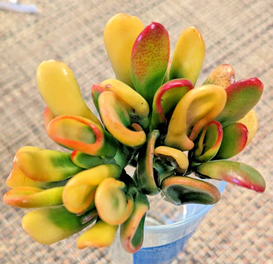 Rare Variegated Crassula Ovata 'Gollum' - 3" Rooted Succulent Plant, Unique Tubular Leaves, Drought-Tolerant Indoor or Outdoor Decor