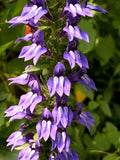 Giant Blue Lobelia Seeds 253 Count - Hardy Lobelia siphilitica for Shade Gardens, Vibrant Blue Flowers, Easy to Grow, Pollinator Attracting