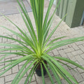 Blue Dracaena Seeds - Tropical Cordyline indivisa - Indoor & Outdoor Gardening - 10 Seeds for Planting