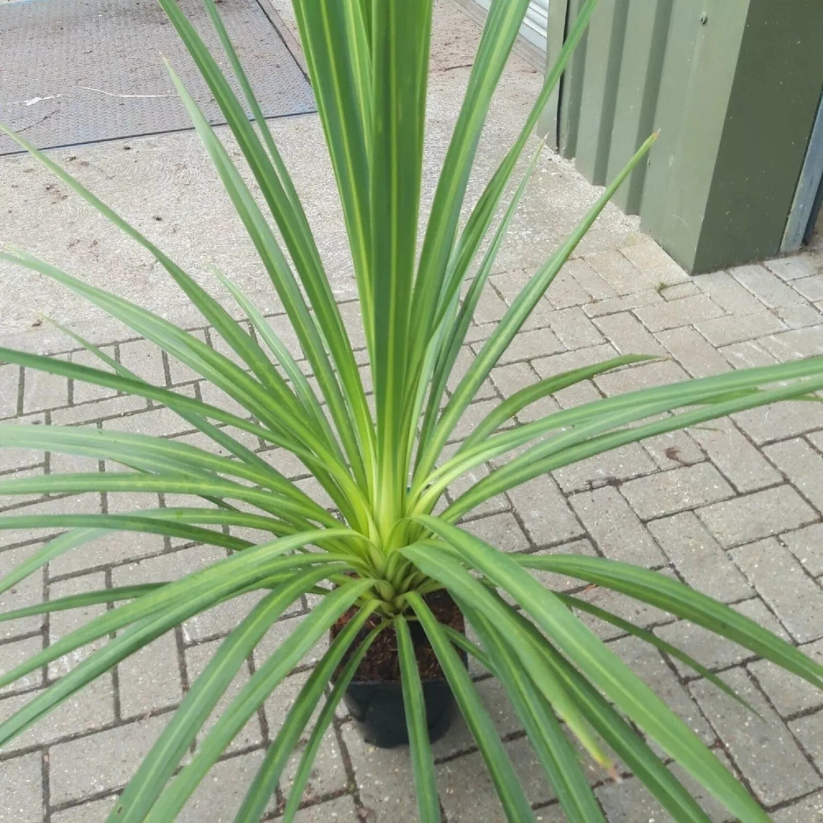 Blue Dracaena Seeds - Tropical Cordyline indivisa - Indoor & Outdoor Gardening - 10 Seeds for Planting