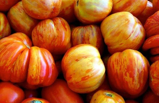 Old German Tomato Seeds - Heirloom Solanum lycopersicum, Juicy Large Fruits, Indeterminate, High Germination, Container & Garden Planting