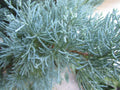 Goji Berry Plant Cutting in Pot - Live Lycium barbarum - Ready to Plant