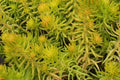 Sedum Angelina Seeds - 200 Count, Hardy Succulent with Yellow Flowers, Easy to Grow, Sedum rupestre 'Angelina'
