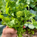 Broccoli Raab Seeds - 100 Pack - Spring Rapini - Brassica rapa - Non-GMO, Heirloom Vegetable Seeds for Garden