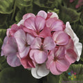 Pinto Geranium Seeds - White to Rose Pelargonium x hortorum - 25+ Pack for Garden, Borders, Containers