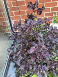 Rooted Shiso Perilla Plants 8 Pack, Green Leaf Herb, Perilla frutescens, Culinary Herb, Indoor Outdoor Gardening
