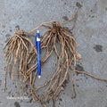 25 Asparagus Roots - Mary Washington Variety - Asparagus Crowns for Home Gardening - Asparagus officinalis