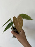 Anthurium Dark Phoenix X Indo Port X King of Spades - Rare Wide Velvet Leaf Tropical Houseplant