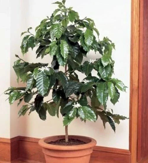 Rooted Arabica Coffee Bean Starter Plant in 4-Inch Pot | Coffea arabica | Indoor/Outdoor Coffee Plant