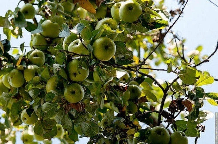 Cold Climate Apple Tree Bare Root or Potted - Zone 3 Malus domestica High Yield