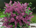Red Pixie Lilac Live Plant - Bare Root, Aromatic Red-Pink Blooms, Dwarf Shrub, Syringa pubescens subsp. julianae