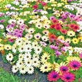 African Daisy Flower Seeds Mix - Drought Tolerant, Easy to Grow, Cape Marigold, Dimorphotheca sinuata, 201+ Seeds