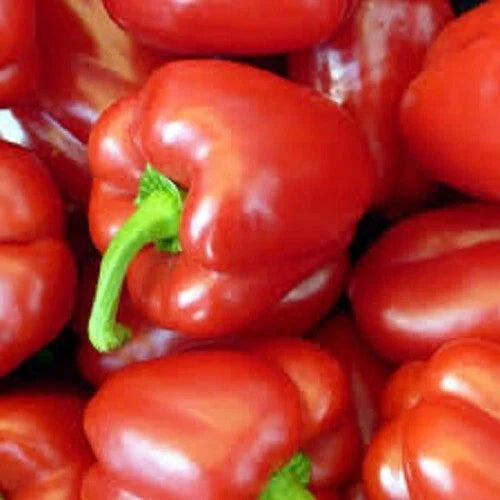 Big Red Sweet Bell Pepper Seeds – Organic, Non-GMO, Capsicum annuum, Large, Crunchy, Red, Sweet Peppers, Vegetable Seeds