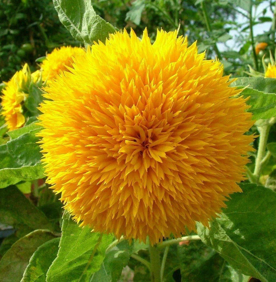 Teddy Bear Sunflower Seeds | Dwarf Fluffy Gold | Helianthus annuus | Compact Garden Flower Pack of 100 Seeds