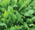 Arugula Seeds - 1000+ Rocket Roquette Eruca sativa for Salad Greens, Vegetable Garden, Fast-Growing Leafy Greens