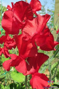 Sweet Pea Seeds Pack of 50+ Alison Valentini Lathyrus odoratus Garden Climbing Vine for Pollinators