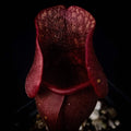 Sarracenia purpurea Venosa Red Carnivorous Plant - Live Purple Pitcher Plant for Home Decor & Pest Control