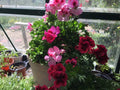Martha Washington Geranium Cuttings 6-Pack Pelargonium x domesticum Rooting Starter Plants, Vibrant Blooming Mix